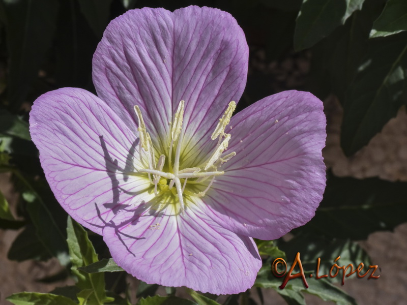 Oenanthera speciosa.01