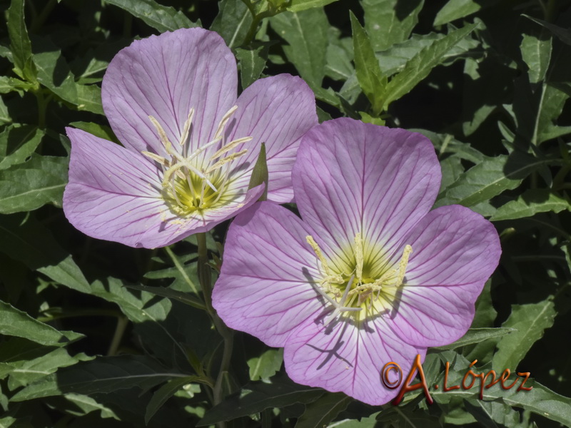 Oenanthera speciosa.02