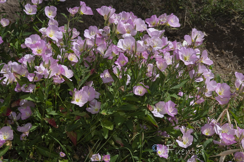 Oenothera speciosa.06