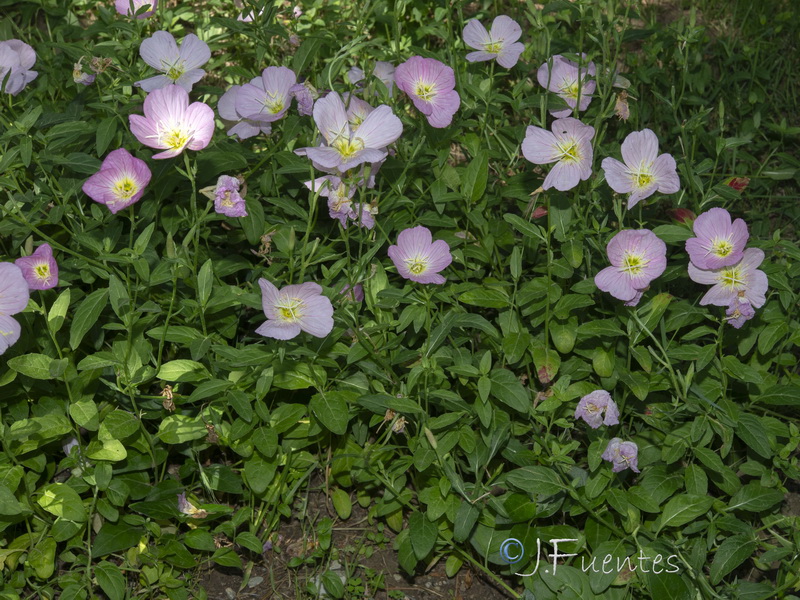 Oenothera speciosa.07