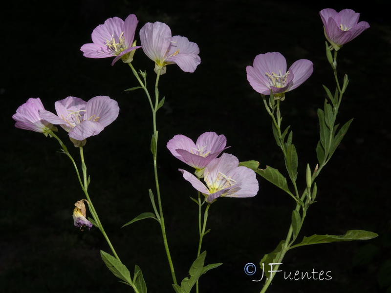 Oenothera speciosa.08