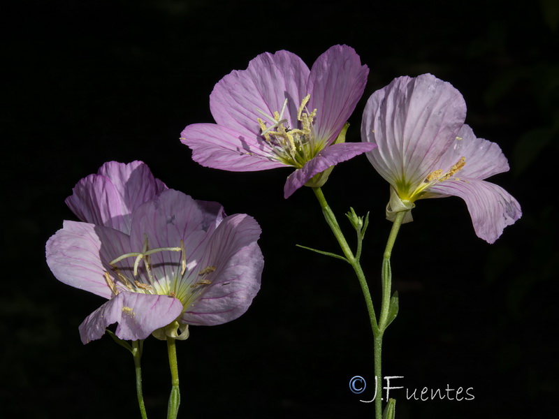 Oenothera speciosa.10