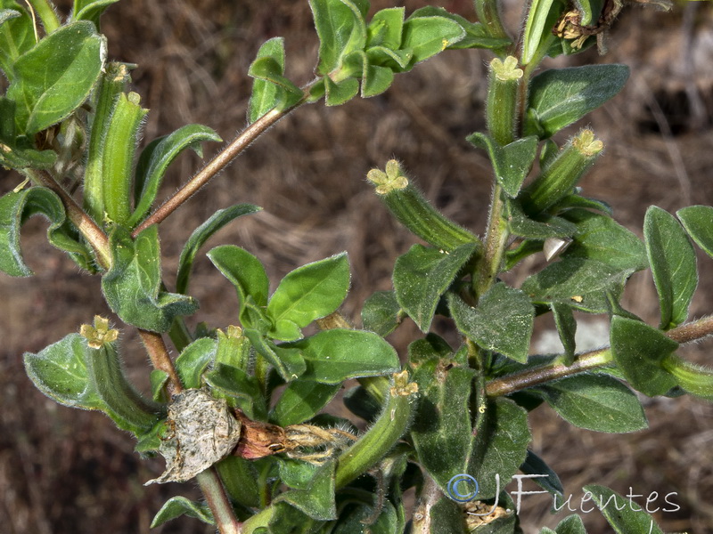 Oenothera drummondii.05