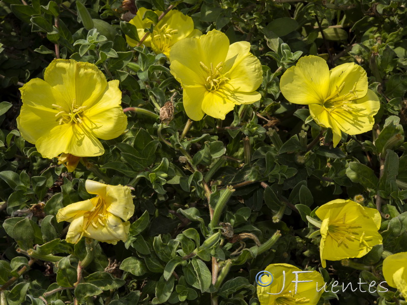 Oenothera drummondii.06