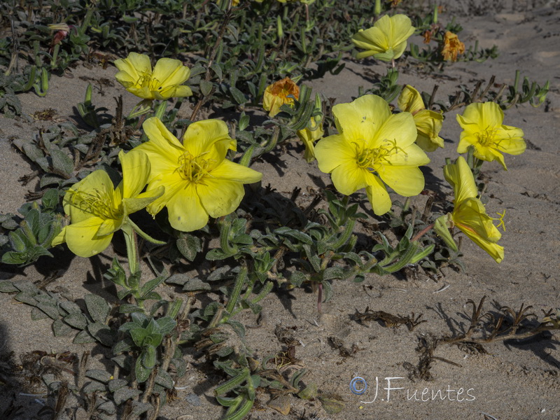 Oenothera drummondii.09