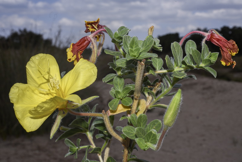 Oenothera drummondii