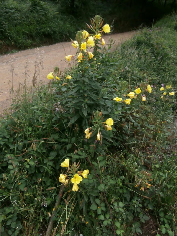 Oenothera glazioviana.01