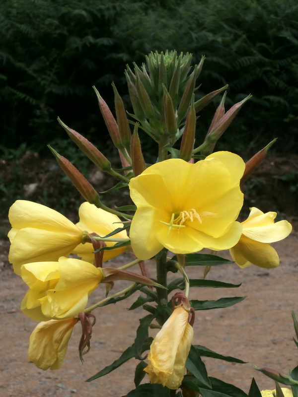 Oenothera glazioviana.03