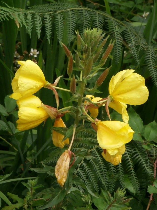 Oenothera glazioviana.04