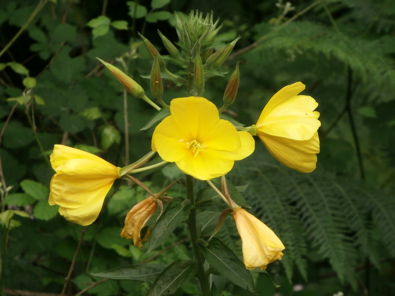 Oenothera glazioviana.05