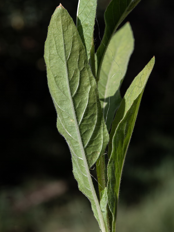 Oenothera glazioviana.07
