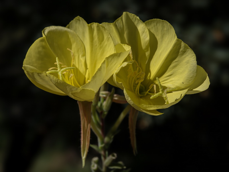 Oenothera glazioviana.09