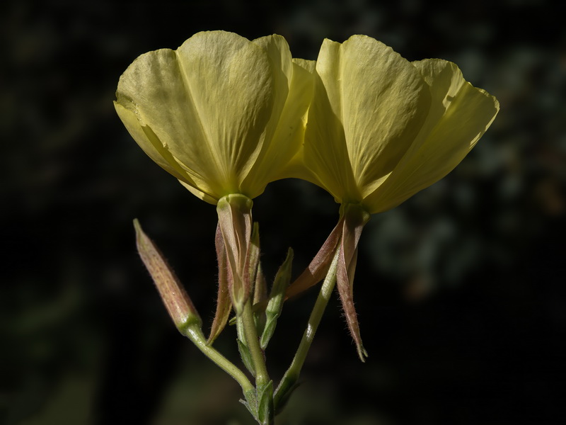 Oenothera glazioviana.11