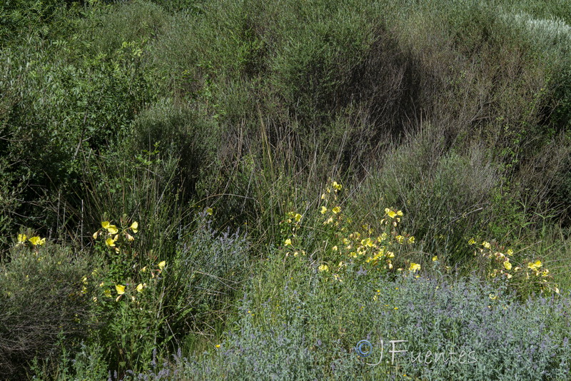Oenothera glazioviana.14
