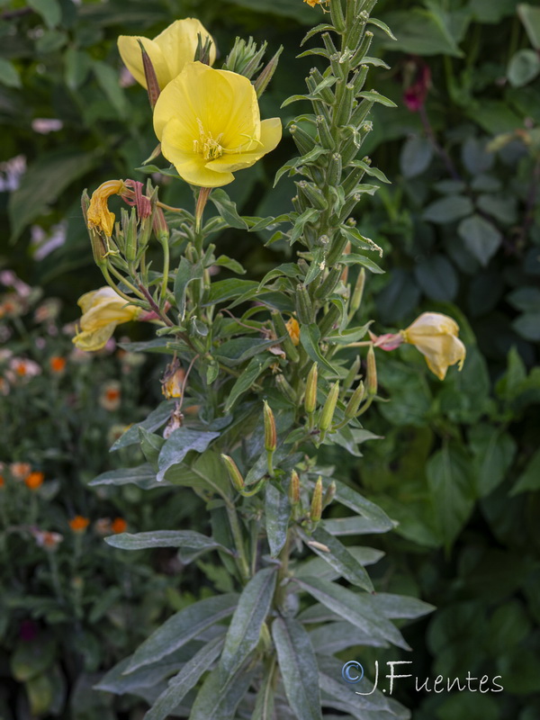 Oenothera glazioviana.16