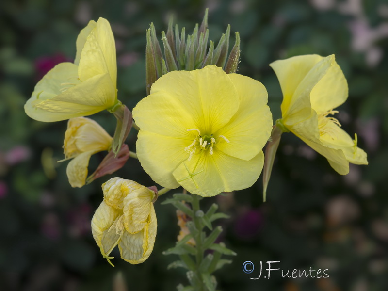 Oenothera glazioviana.05
