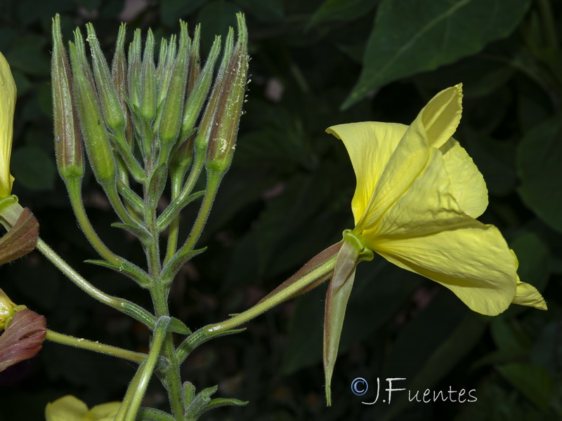 Oenothera glazioviana.18