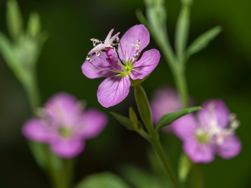 Oenothera rosea.04