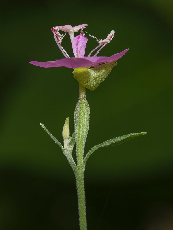 Oenothera rosea.07