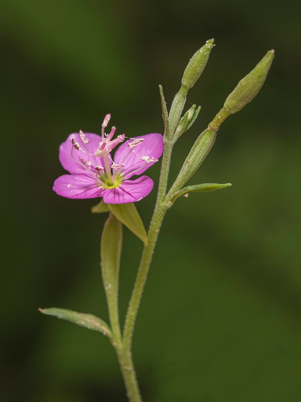 Oenothera rosea.08