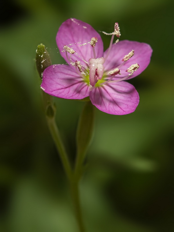 Oenothera rosea.09