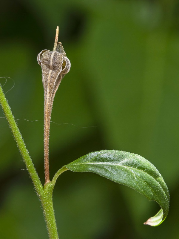 Oenothera rosea.11