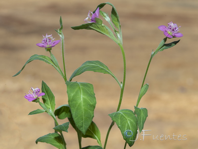 Oenothera rosea.13