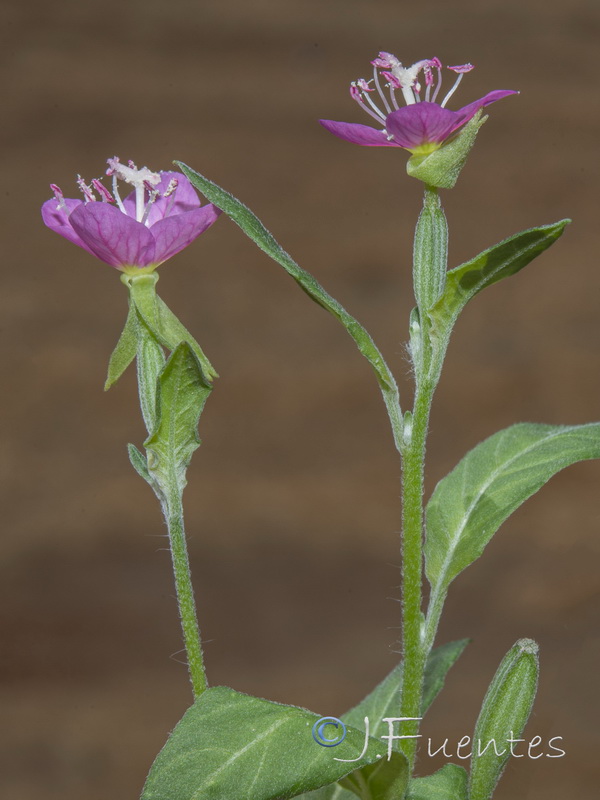 Oenothera rosea.14