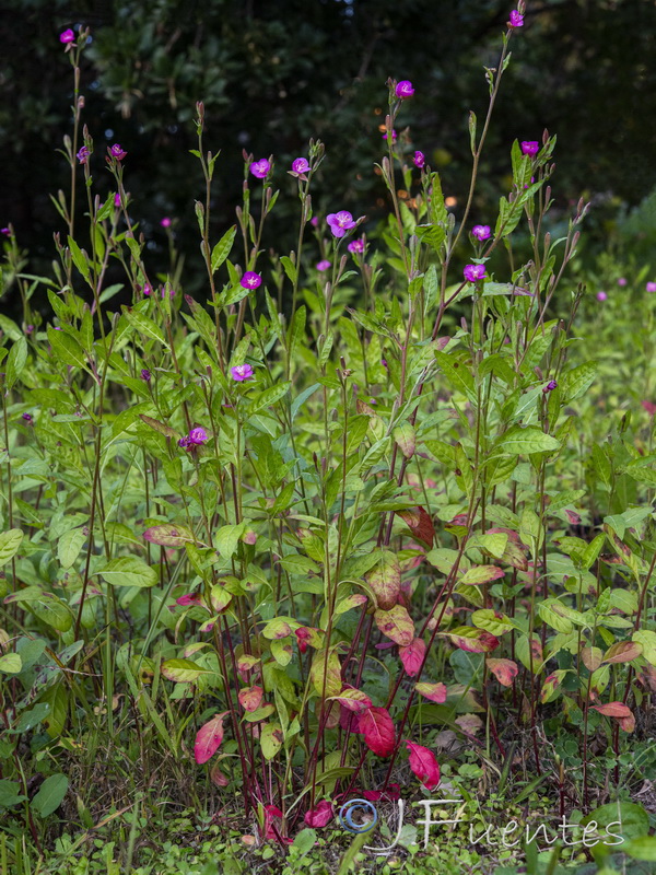 Oenothera rosea.16
