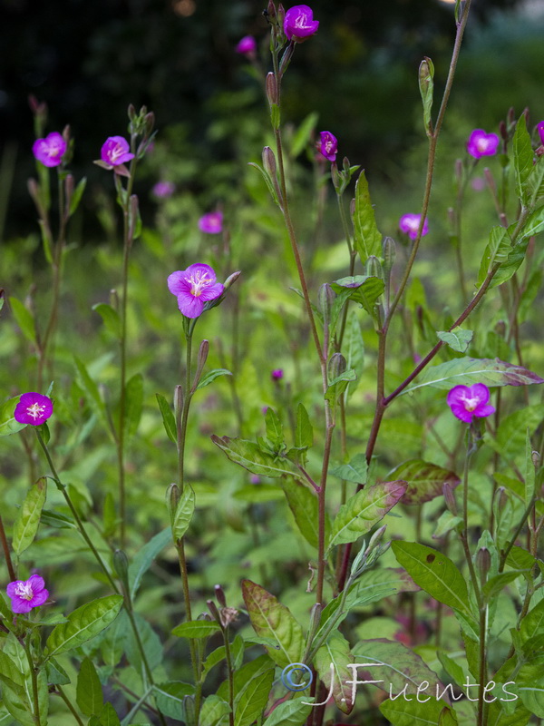Oenothera rosea.17
