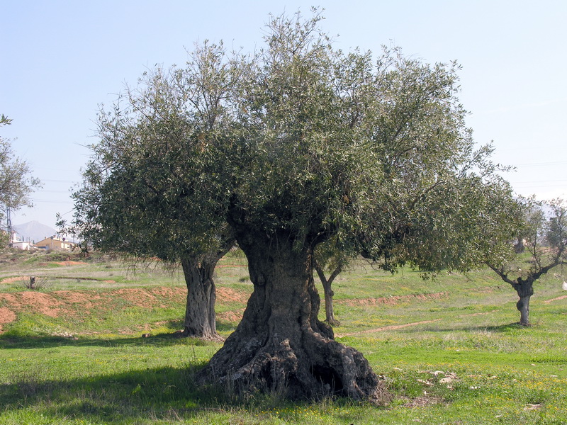 Olea europaea.02