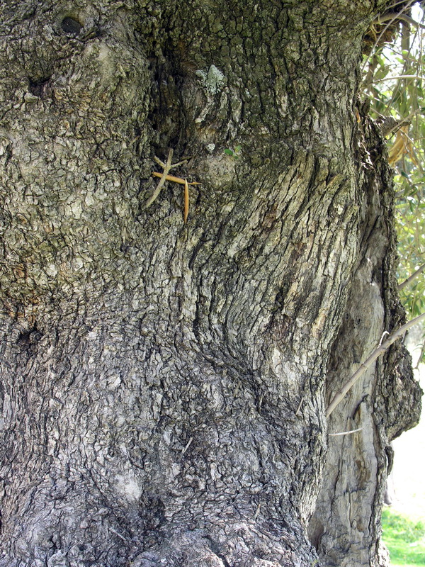 Olea europaea.05