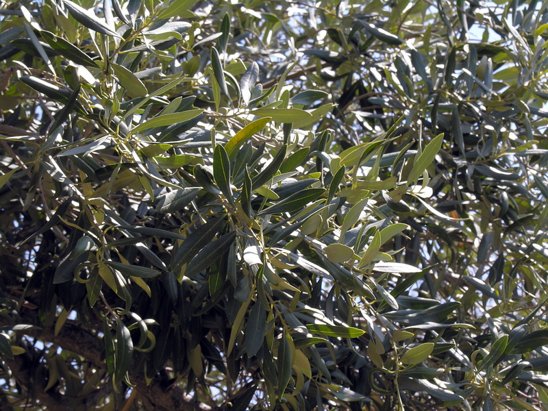 Olea europaea.08