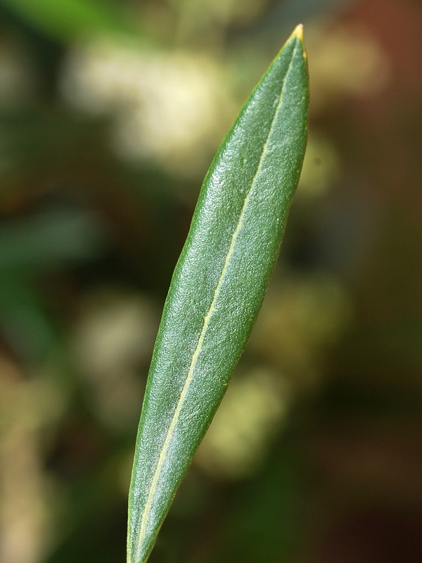 Olea europaea.10