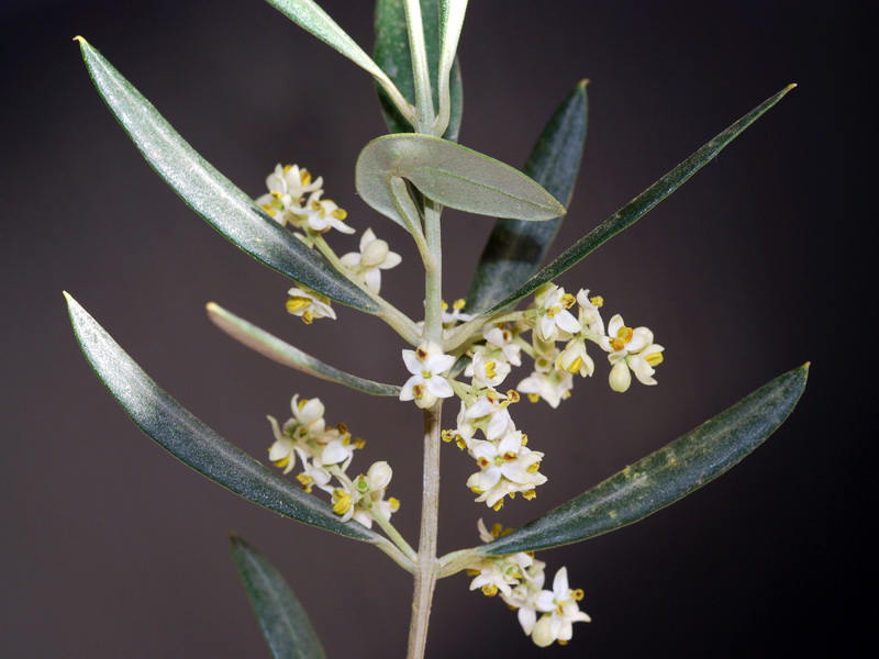 Olea europaea.12