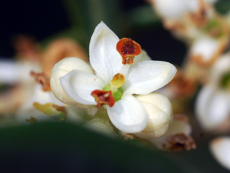 Olea europaea.13