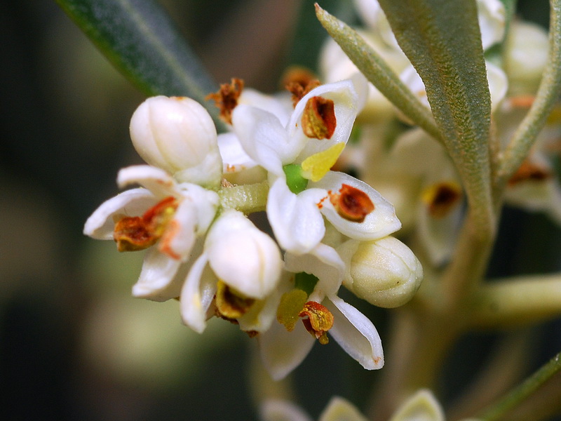 Olea europaea.14