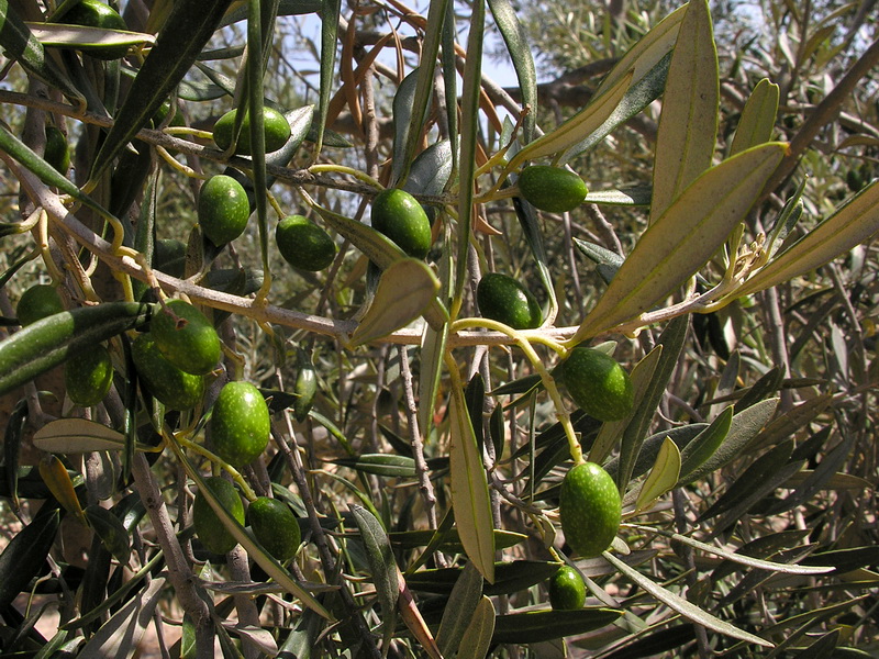 Olea europaea.25