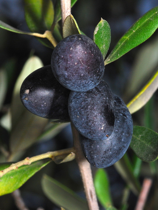 Olea europaea.26