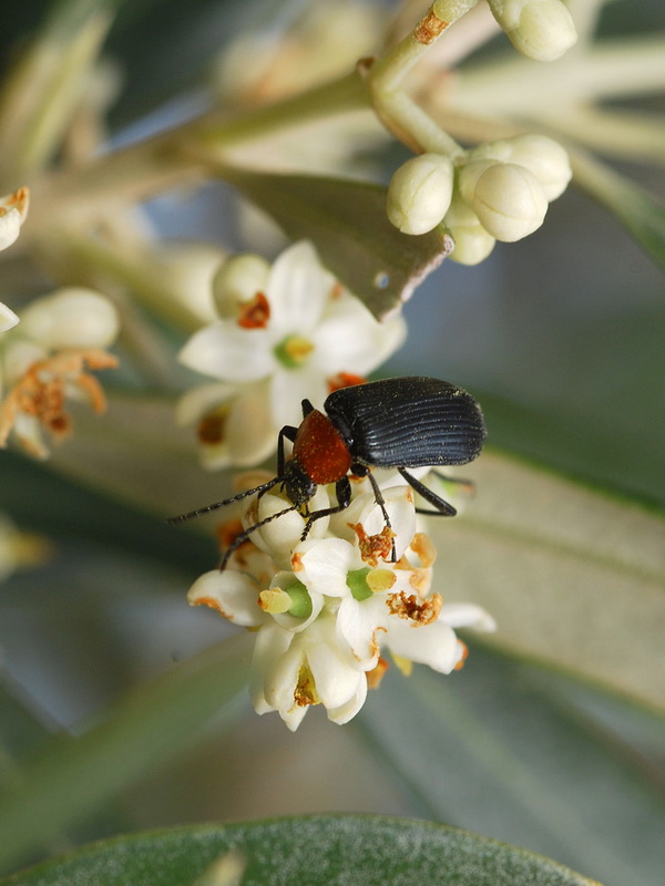 Olea europaea.27