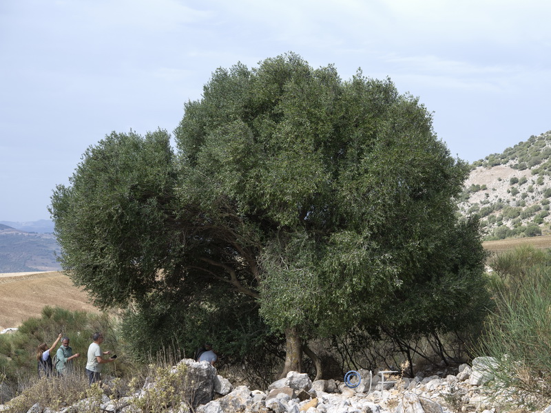 Olea europaea.28
