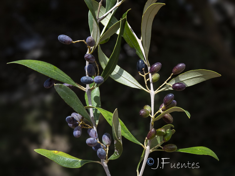 Olea europaea.29