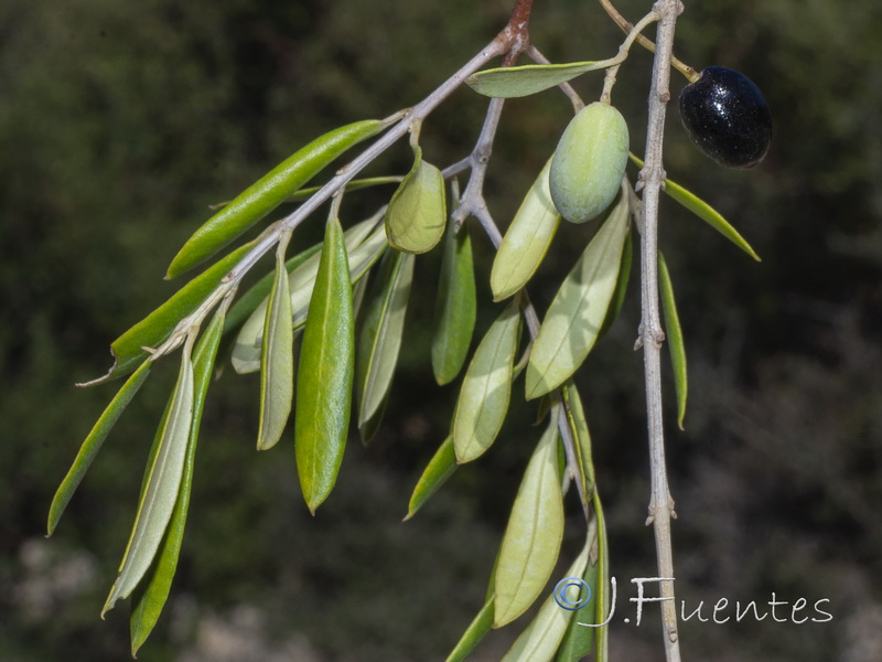 Olea europaea sylvestris.03