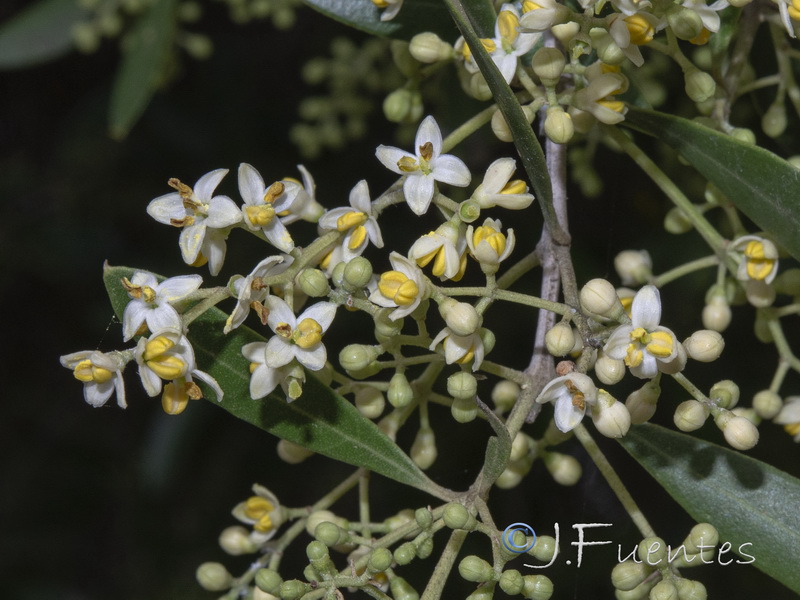 Olea europaea sylvestris.04