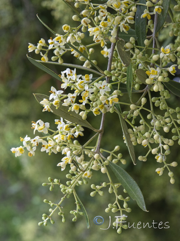 Olea europaea sylvestris.05