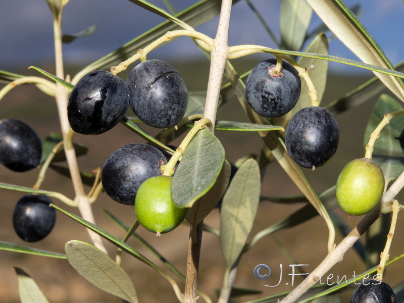 Olea europaea sylvestris.10