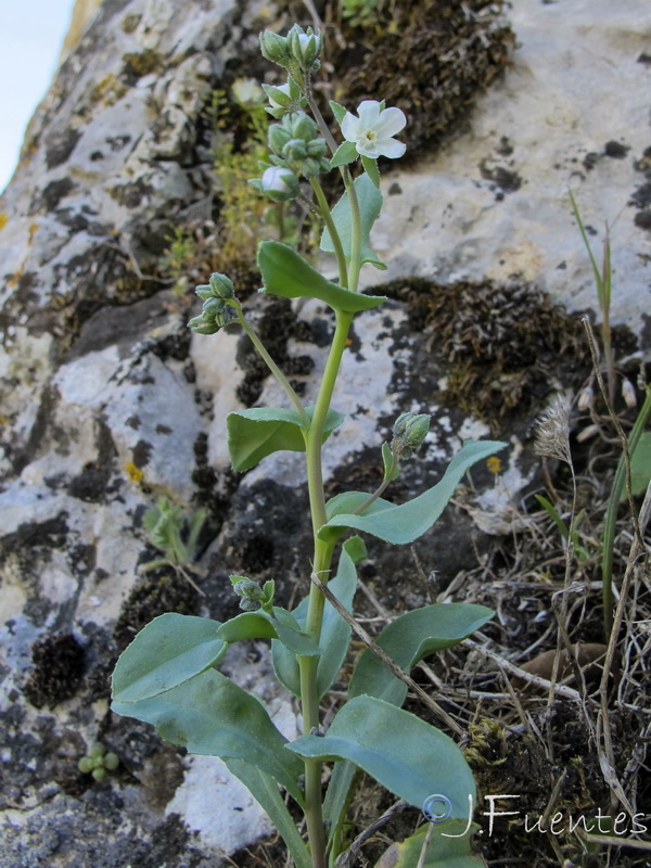 Omphalodes commutata.01