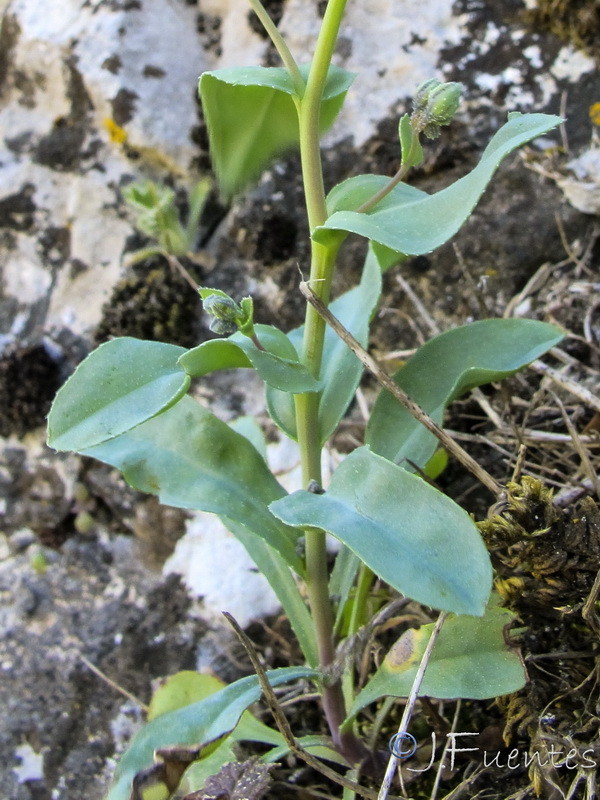 Omphalodes commutata.02