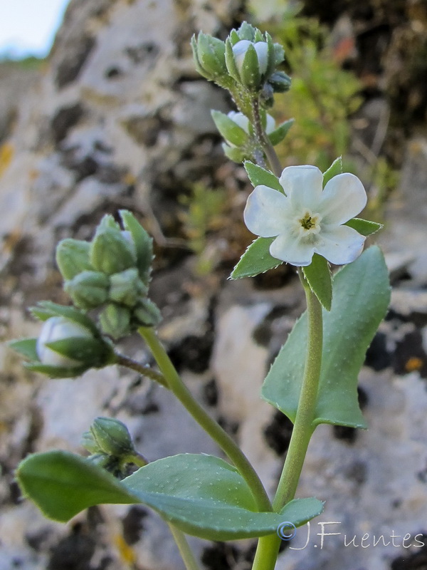 Omphalodes commutata.03