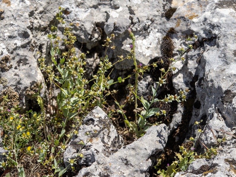 Omphalodes commutata.04